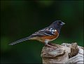 _2SB5433 spotted towhee